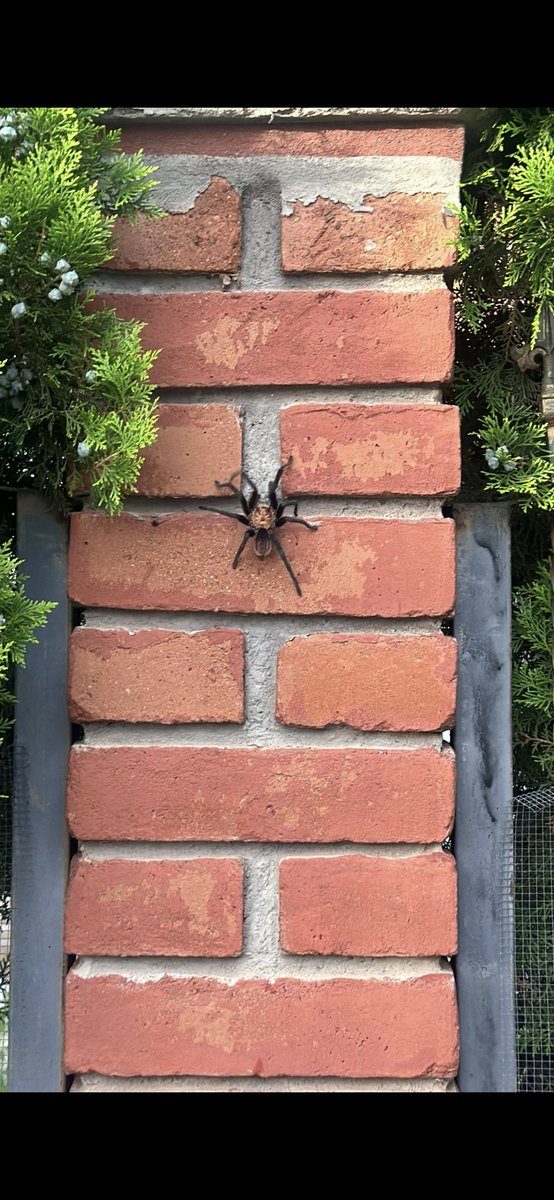 lalolis1's tweet photo. @Arachno_Cosas hola es esto.una tarantula.tigre mexicana? Es venenosa?? https://t.co/dSw0LKSa0z