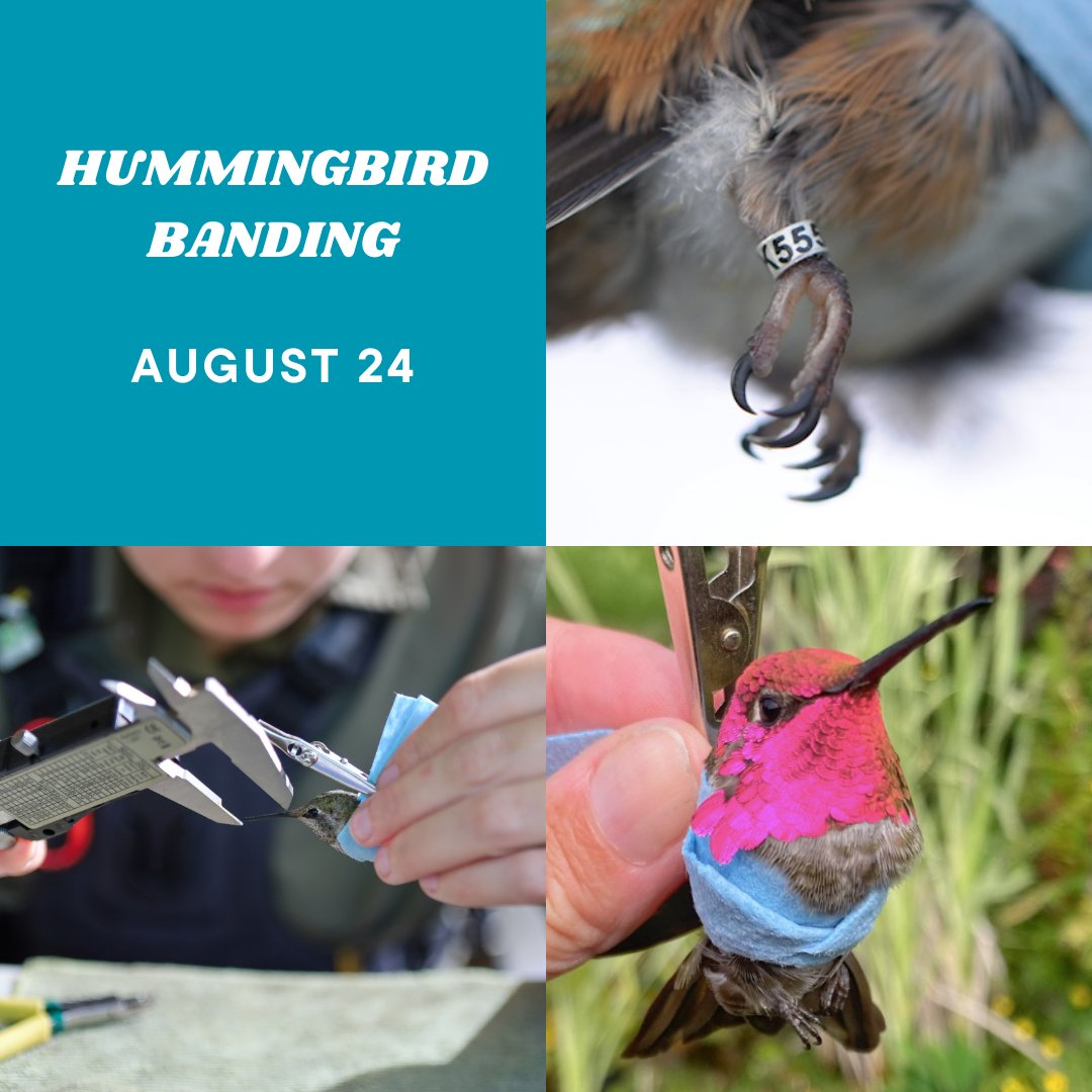 VARCbirdbanding's tweet photo. Come down to the banding station this Saturday and join us for the hustle and bustle of fall migration - including our Rufus Hummingbirds before they go!

Register through the link below.
https://t.co/L62tFlhAmI https://t.co/tEFhVZfy7y