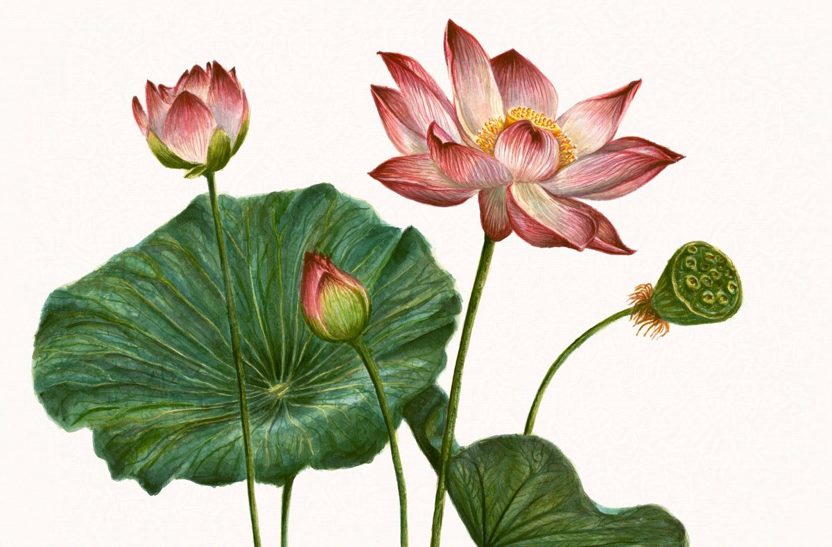 ConnieResch's tweet photo. Finished piece closeup of this botanical painting of a lotus, 16"x20" painted in watercolors.

#botanicalpainting #botanicalillustration #botanicalwatercolor #flowerillustration #Watercolorist #floralpainting #watercolor #Watercolorillustration #naturalscienceillustration https://t.co/Pz7z1to5KZ