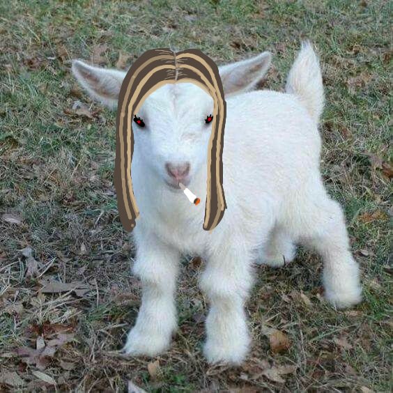 _m1lv333_'s tweet photo. @saramalacara_  modo goat🐐 https://t.co/37k1i8yF8U