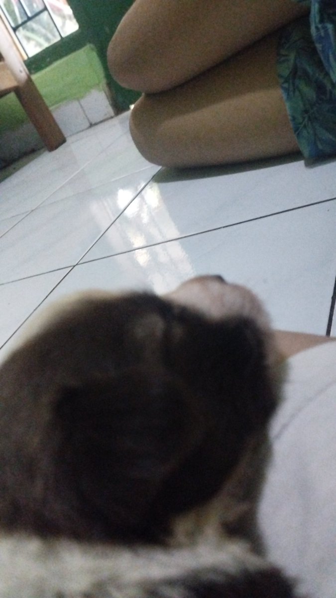 starrailalaska's tweet photo. Nenek kampret, bawa Pulang anjing gabilang gue korbannya😭🖖🏻 https://t.co/uXxFlNTtRn