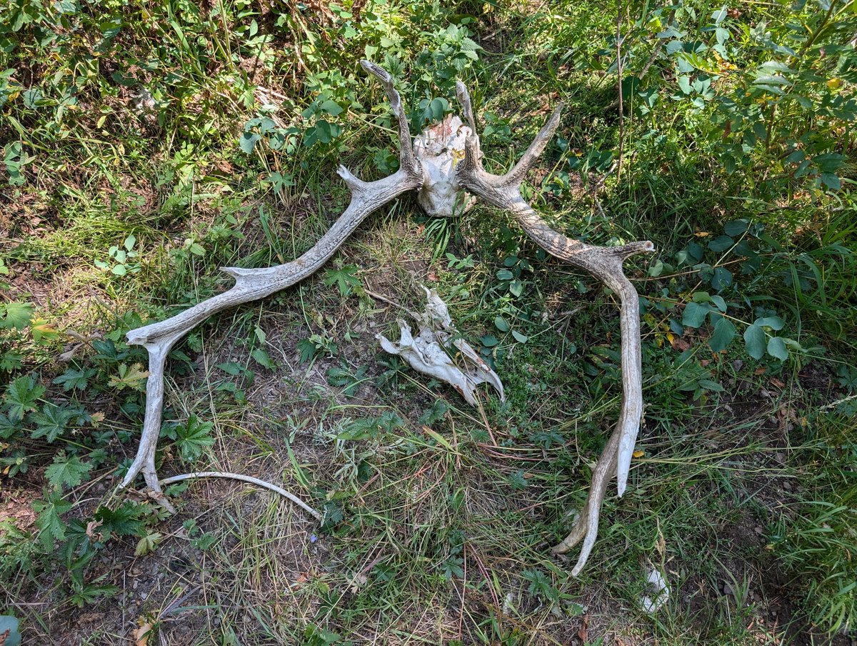 Another week looking at the Lava Creek Tuff and finding other cool things out there. This last week took us around Ashton, ID and Island Park, ID. #Geology #Volcanoes #phdlife