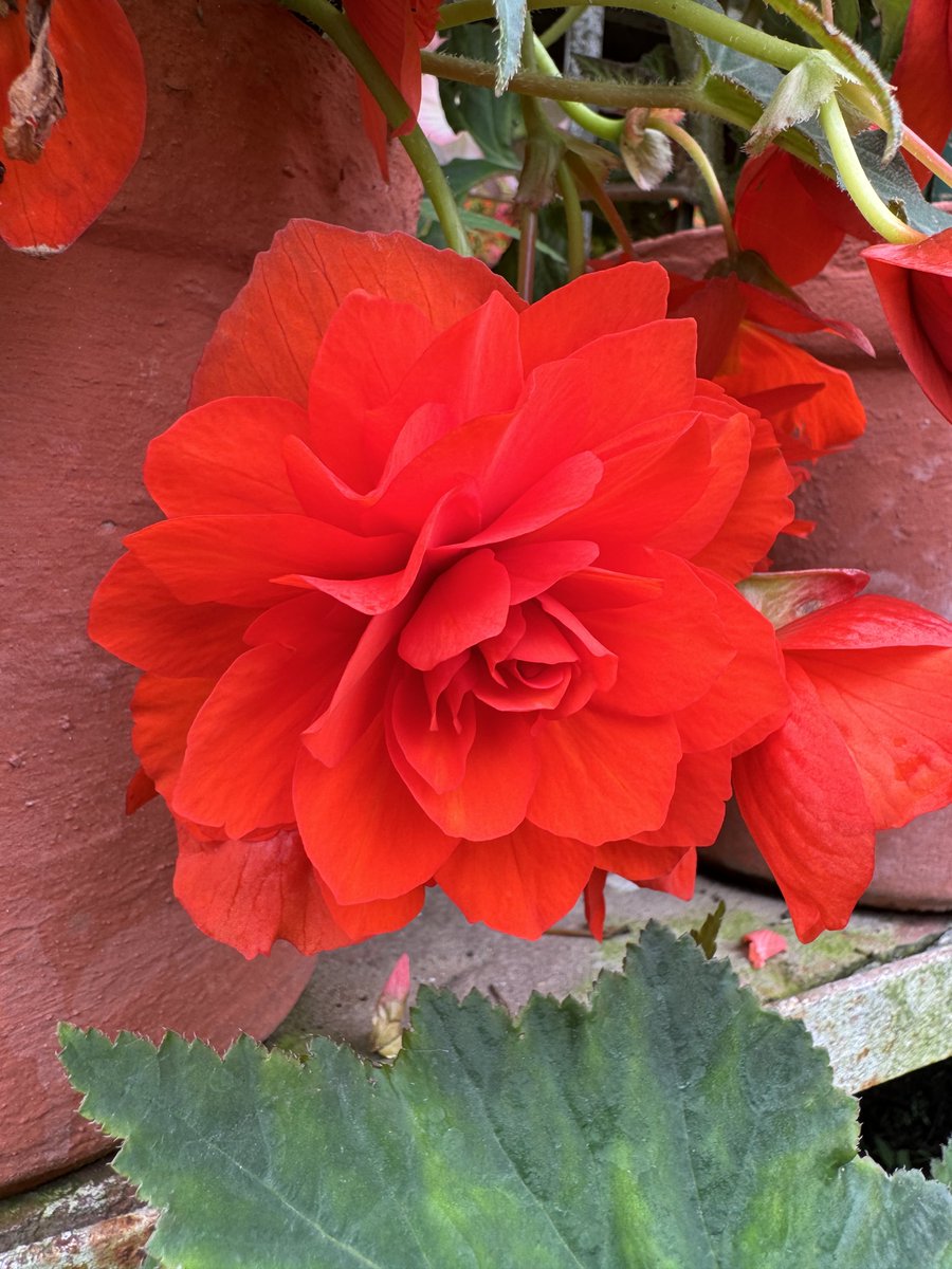 journeyofrocky's tweet photo. फूल प्रकृति की खुली आत्मा है। Good Morning! Have a great day 👍

#flower #FLOWER_GADREN #saveplant #saveearth #bbcearth #natgeo #photography 
📍Mussoorie, Uttarakhand https://t.co/685GLxOpne
