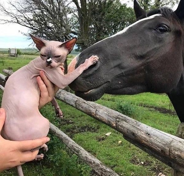 Pelón conoce caballo (Lo odia)