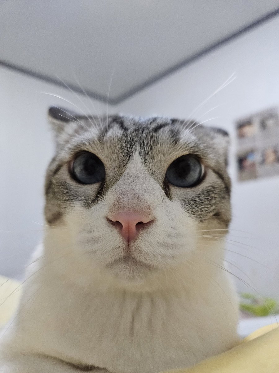 체인소맨이 귀의 악마를 먹어버렸기 때문에...!!!!!!!!!!!!!!!!