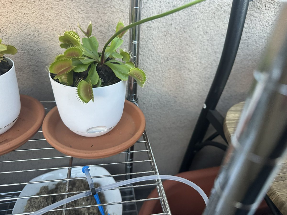 So my Venus fly trapper is blooming!