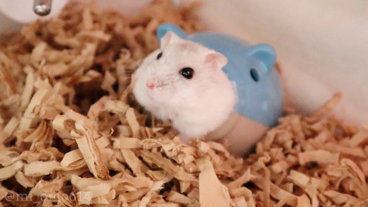 mi_omo614's tweet photo. 大好きなブタさんからにょろもち🐹³₃
この中がとっても良い匂いだったよ🥹

おもち https://t.co/ji7B2Ke7cv