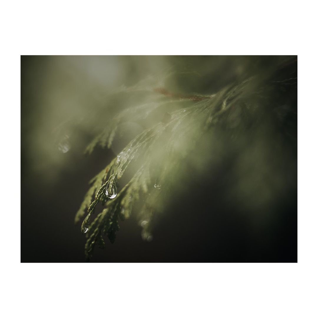 OiShot12's tweet photo. Quench

@OiShot12 

#NaturePhotography #lawrencedgriffin #outdoors #cangeo #lensculture #Ontario #Canada #weather #travel #rain https://t.co/fzjQipQqzD