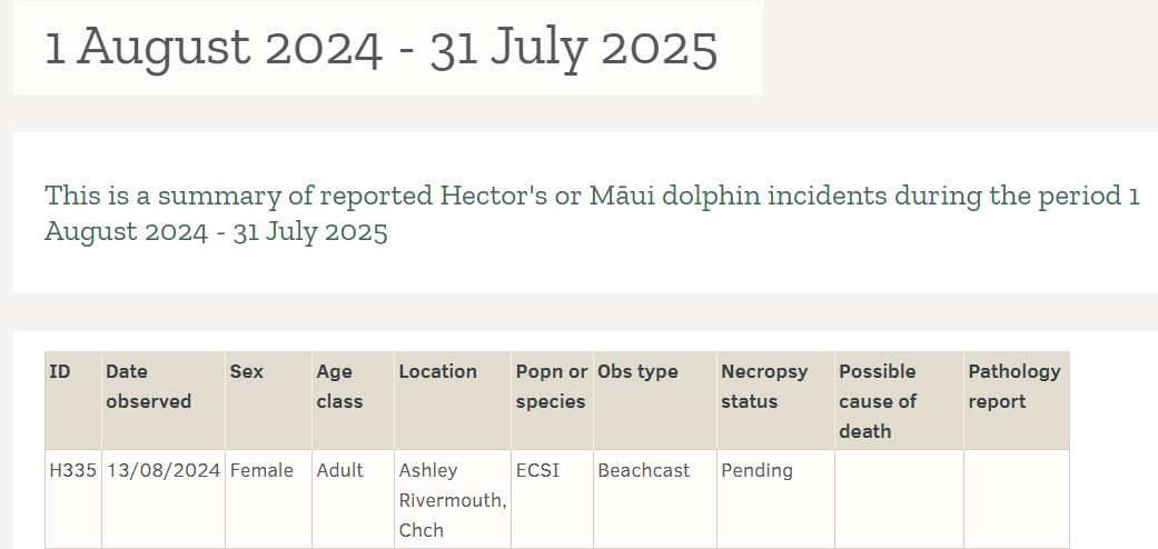 RiP little dead dolphin