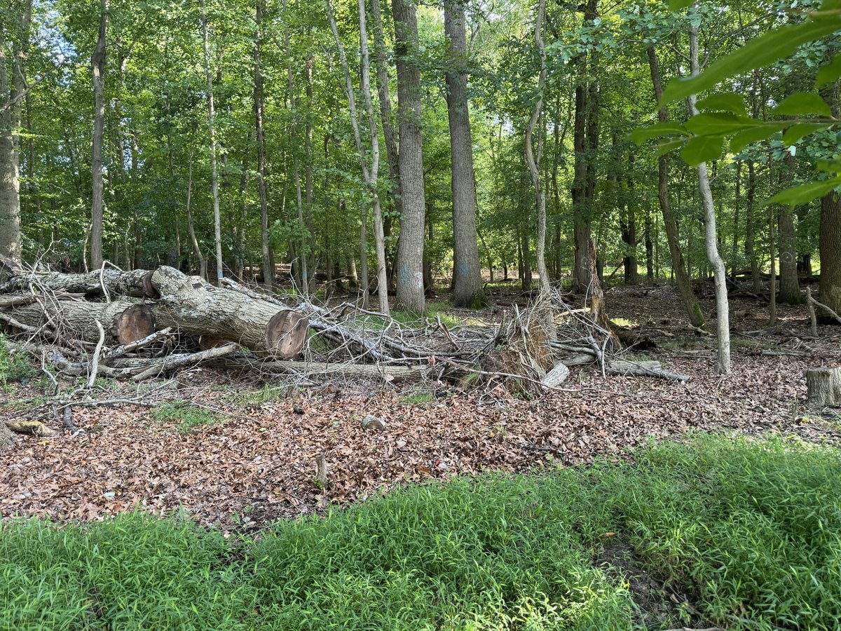 Mjdoh73's tweet photo. @MarlboroTwp 
If this was Mayor Hornik’s backyard backing up to Twp property I am certain you would left this dead tree in a similar state- taking out 5 healthy trees in the process https://t.co/ZP8fI6k2IS