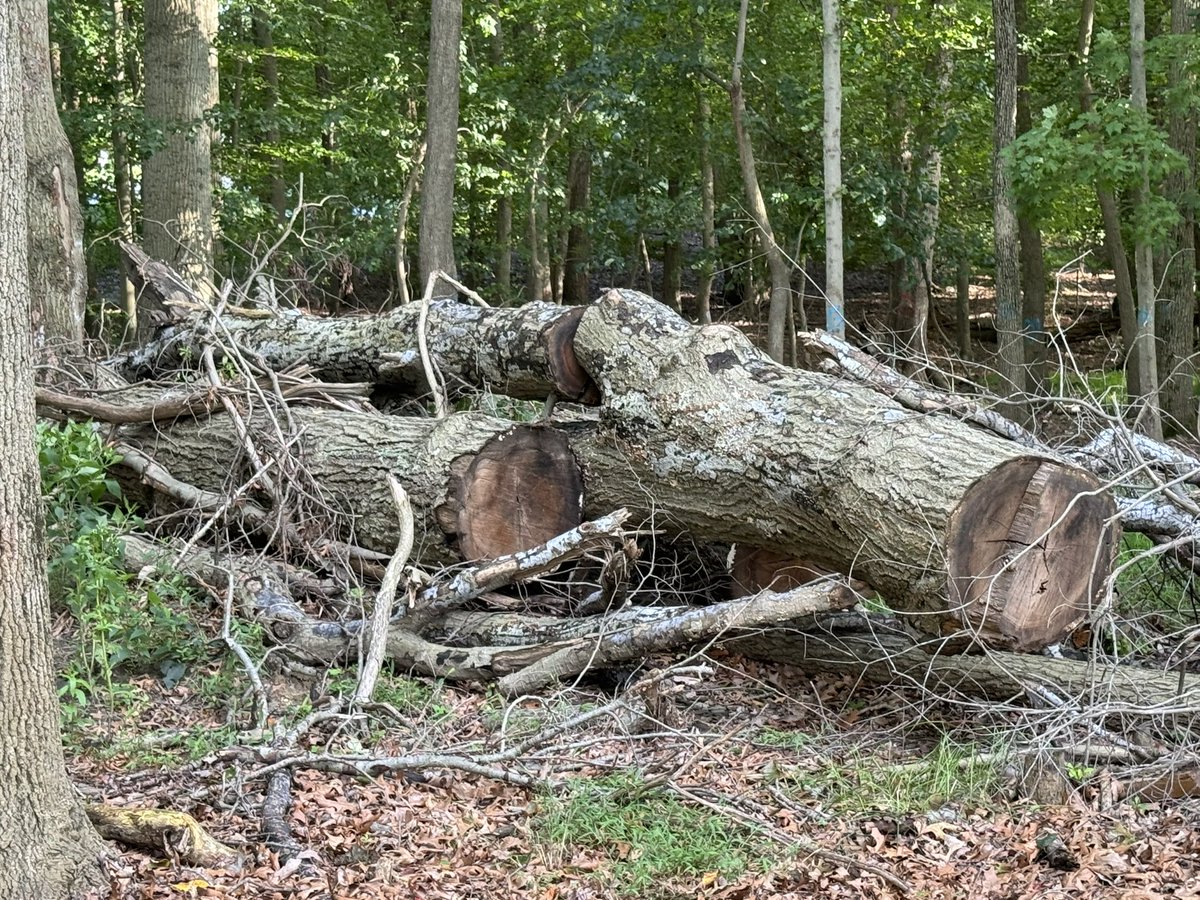 Mjdoh73's tweet photo. @MarlboroTwp 
If this was Mayor Hornik’s backyard backing up to Twp property I am certain you would left this dead tree in a similar state- taking out 5 healthy trees in the process https://t.co/ZP8fI6k2IS