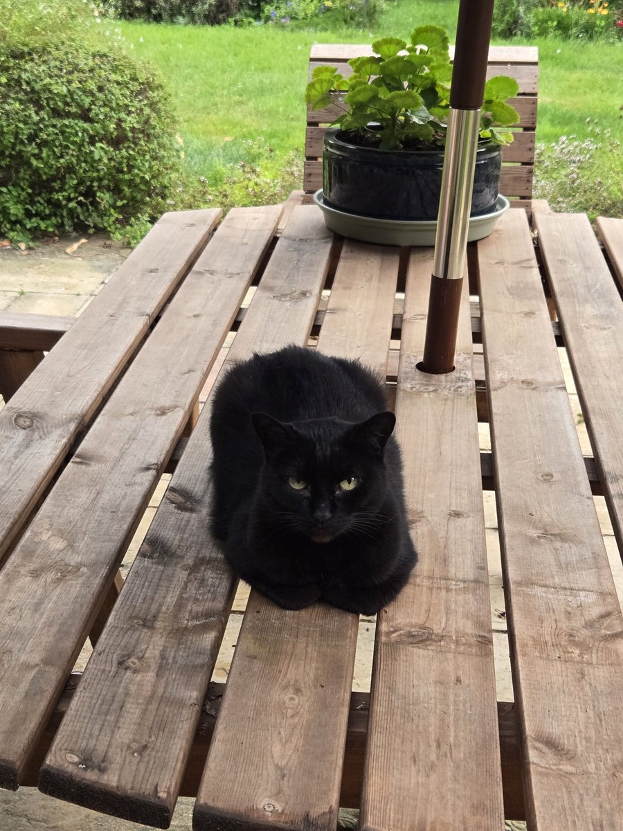 rosiekkern's tweet photo. Hi guys looks at my cat inka, she did such a nice loaf https://t.co/iCKvbdEzmW