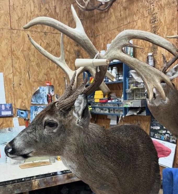 SPORTSMANchnl's tweet photo. Here's how the mount is going on that super unique deer that you probably saw on social media this past fall. Still one of the coolest bucks we've ever shared! - Shared by Buckmasters
#ITSINOURBLOOD #hunting #outdoors #deer #deerseason #deermount #shouldermount https://t.co/20Ajj3o6ir