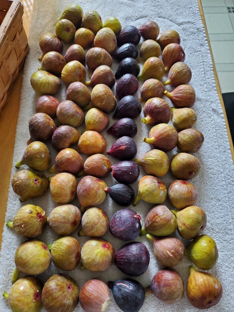 #figs have been ripening  this week. This batch here gives me 220 put up in the freezer for #canning later. A lot more to ripen before bugs get to them. #figs #figtrees #preserve