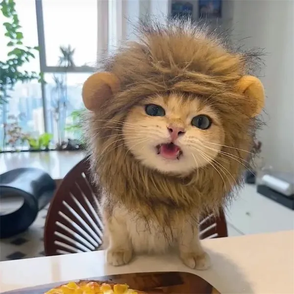 WishShopping's tweet photo. *Tiny rawr*
Shop this @ #Wish
https://t.co/9XdvATkyph
#cosplaying #cosplaypets #cute #kitten #cats #LionsRoar #adorable #WishShopping https://t.co/Dh7jVCXVUV