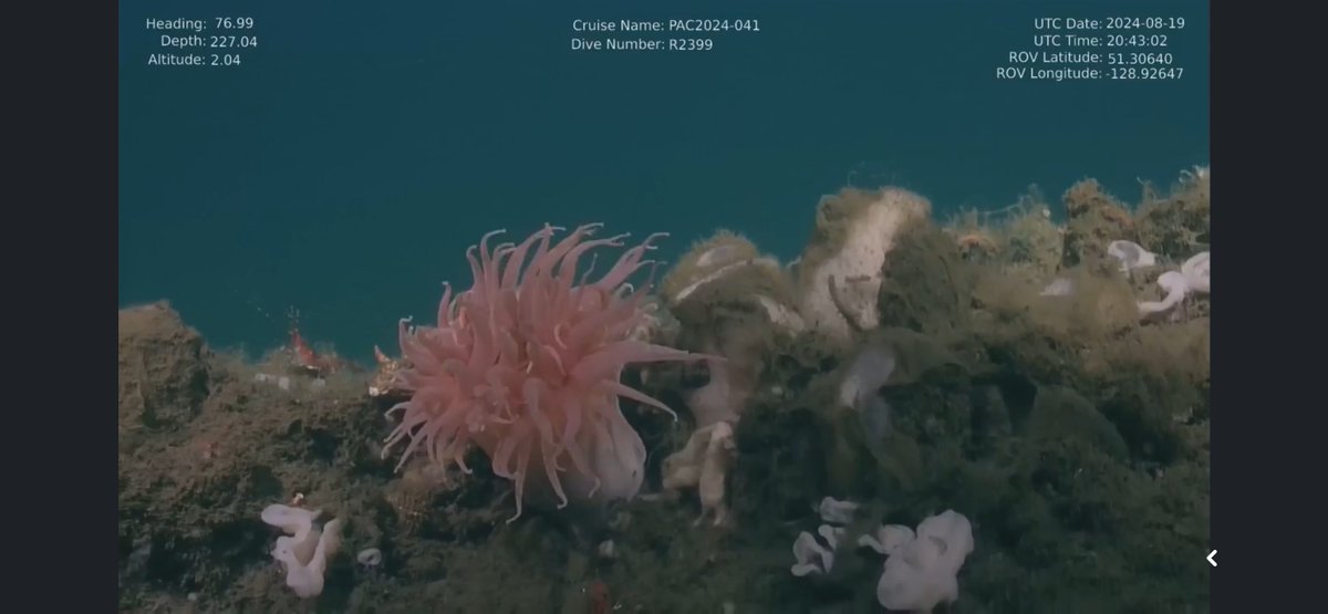 CaliKatBird's tweet photo. Hard to see just how big this net was from still pics, need video to truly understand. Better pics would help, but internet issues and FB compression weren't my friends today. I'm sure @nepdep_ will post more so give them a follow. @ROPOS_ROV #nepdep #trawlnet #fishingdebris https://t.co/Yrixfv6iPu