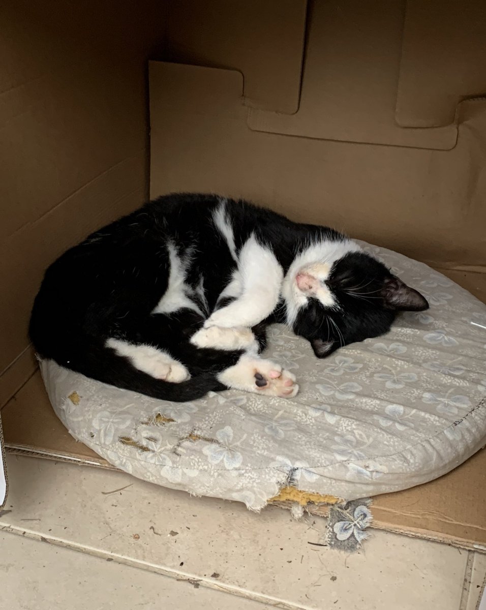 Cem Tamay tweet media