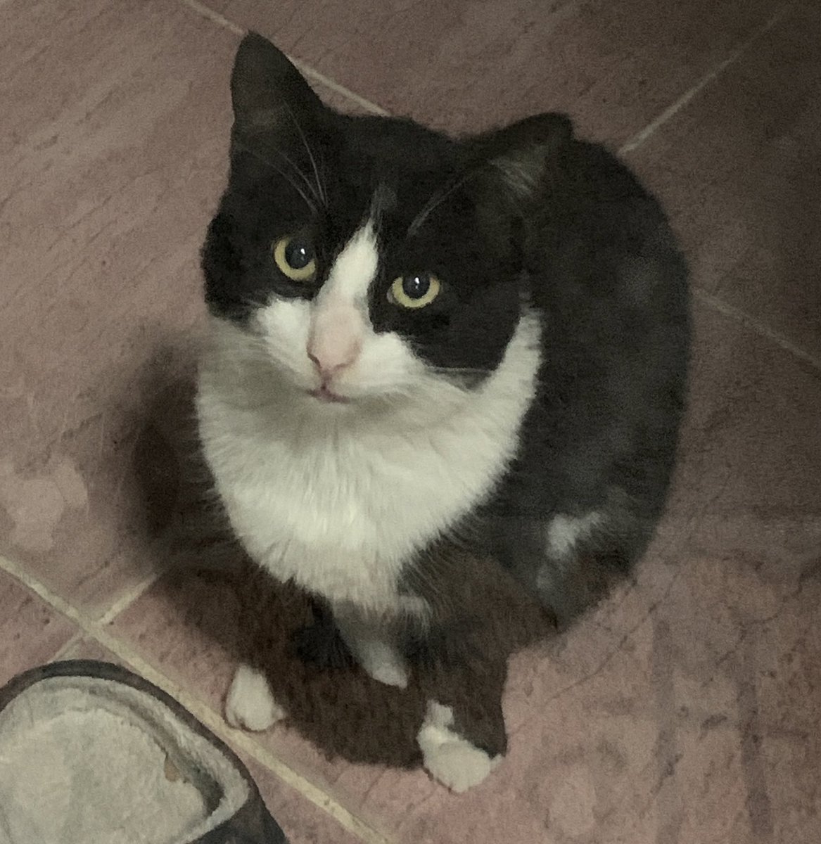 Cem Tamay tweet media