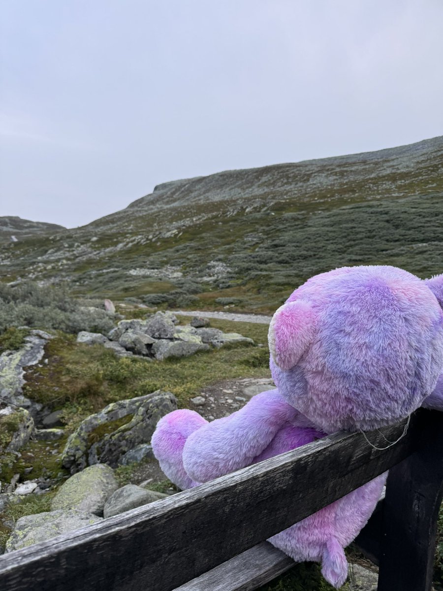 Found this purple Teddy enjoying our Norwegian altitude 

#gaustad #mountain #norway #nature #teddybear #purple
