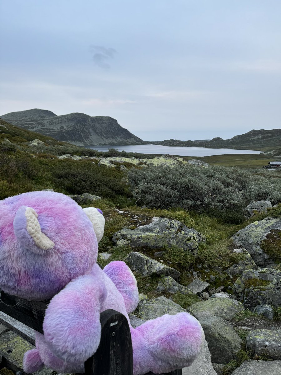 holmApatrick's tweet photo. Found this purple Teddy enjoying our Norwegian altitude 

#gaustad #mountain #norway #nature #teddybear #purple https://t.co/Z2tISVd3o2