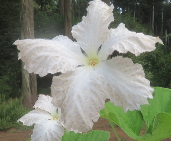 uga0u's tweet photo. おはようございます。
今日もよろしくお願いします。
～千成ひょうたんの花～
🌷YouTubeでは日々の暮らしや自然の魅力などを発信していますので、是非ご覧ください。 https://t.co/3GjZWJIYUu