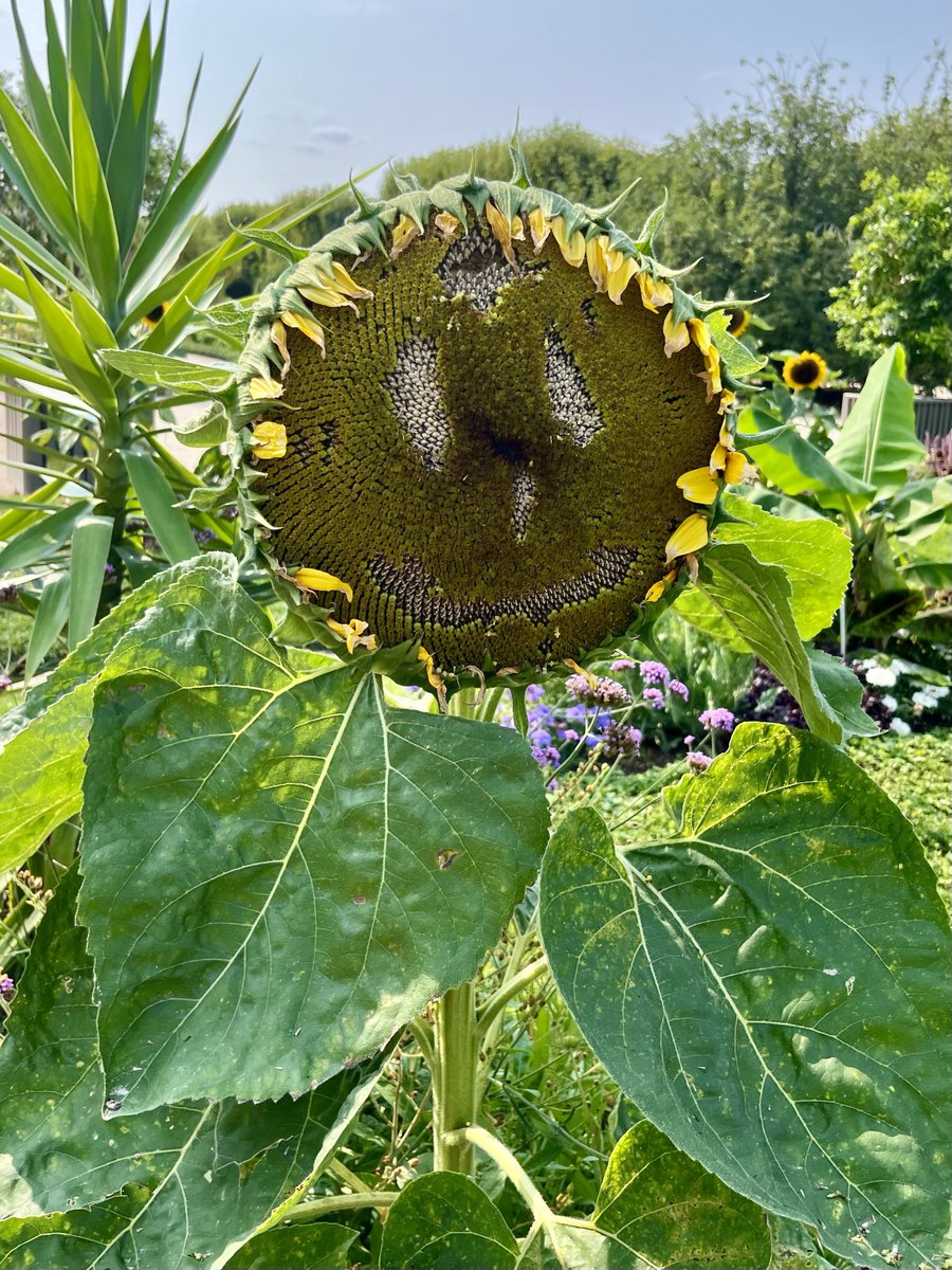 Hydrangea tweet media