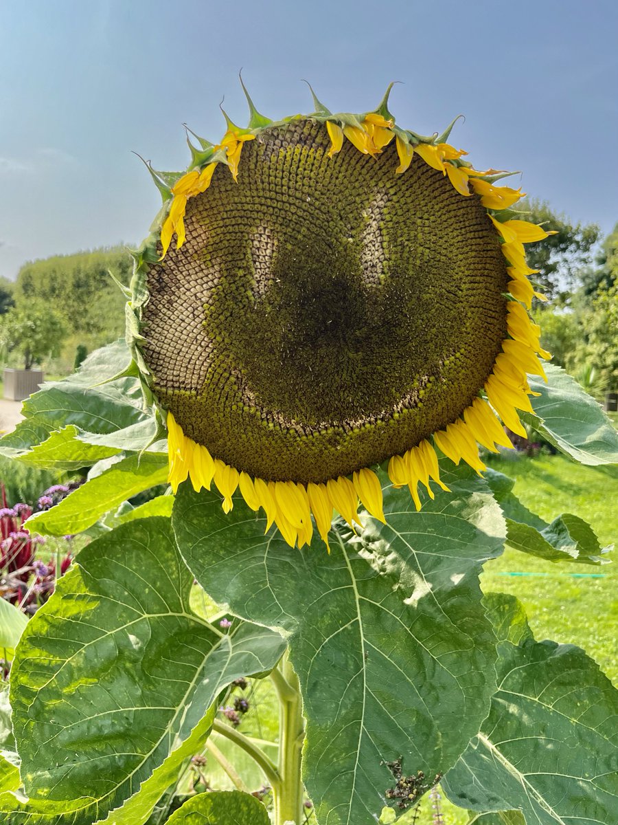 Hydrangea tweet media