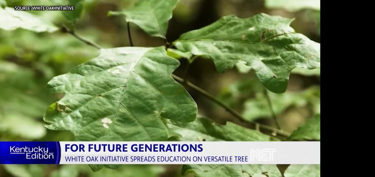 We can reverse the decline of American white oak by working together. Special thanks to <a href="/KET/">KET</a> - Kentucky Educational Television and White Oak Initiative board member Greg Roshkowski of <a href="/brownforman/">Brown-Forman</a> for helping spread the message. #SupportWhiteOak 📹: ket.org/program/kentuc…