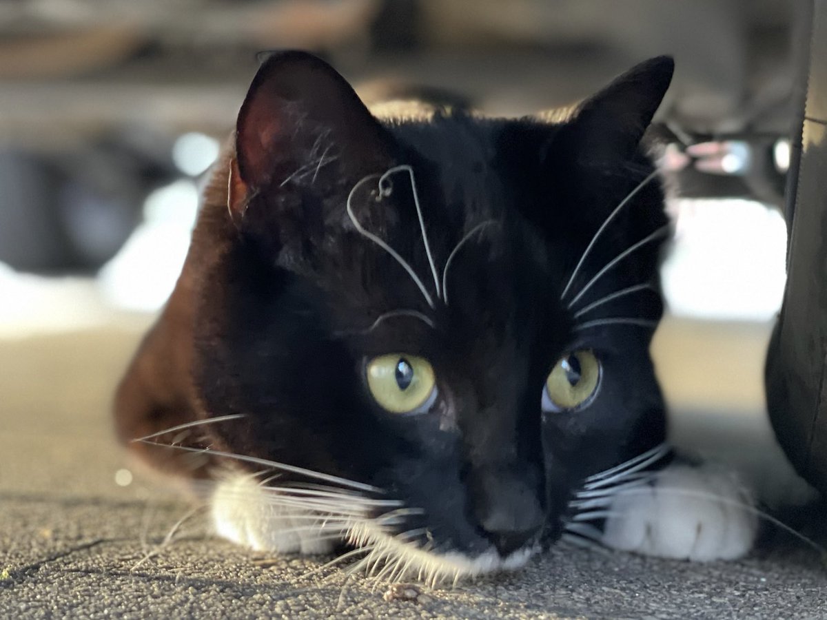 half_straycat's tweet photo. Oreo's eyebrows are heart shaped 🩶

#trademark #HealthIndicator #cat #CatLife #HalfStrayCat #WhiteCat #BlackCat #LovelyCat #PawPads #Cattastic #catoftheday https://t.co/6XaYtqQA3c