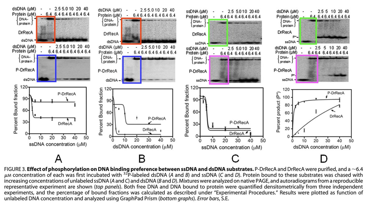 MicrobiomDigest's tweet photo. Oh dear.
Bad stuff from @IndiaBARC and/or @HHMINEWS / @BrighamWomens / @harvardmed, published in @jbiolchem.
#Deinococcus #Radioresistance
https://t.co/fXbAtHuH64 https://t.co/P19sYaNK2j