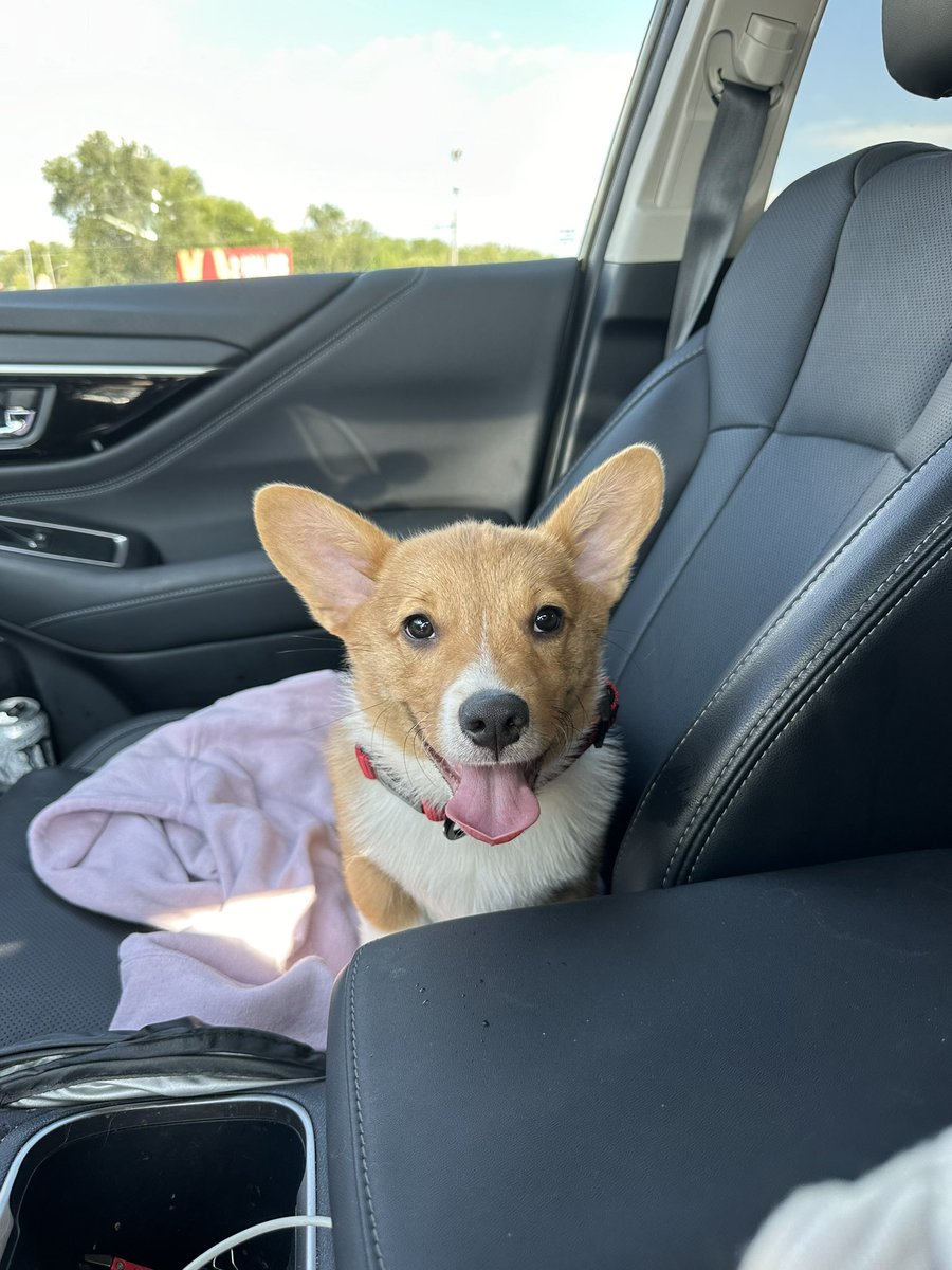 lolkurstin's tweet photo. Me and hubby got a new puppy🐶 https://t.co/Ij9xRMZGhM