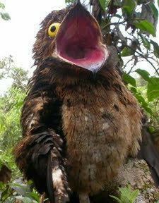 Vayon_FreyOwl's tweet image. De tanto pensar (y que realmente no se que hacer ahora ya que me dio un bloqueo creativo 😑) voy a dibujar el OC de solamente 10 personas a mi estilo #myversion #digitalart  así que pongan sus OC y los hare