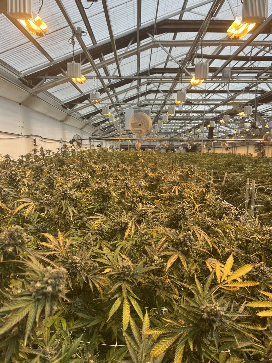 BCobblaw's tweet photo. Missed the gardens, so good to see the crew and the plants are happy! 👀👀 on the upcoming batch fantasy melons. Do something you love and you’ll never work a day in your life @sunburncannabis #getburnt #dopeboys https://t.co/CkBZ1WtXT2