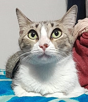 InoriSeiten's tweet photo. Mi gatita Yuumi, la adoro, es la reina de la casa ♥ https://t.co/y99QB8Qvn9