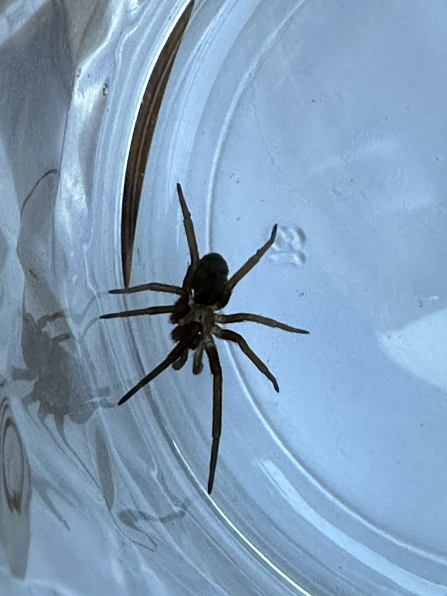 rodrigo berrones tweet media