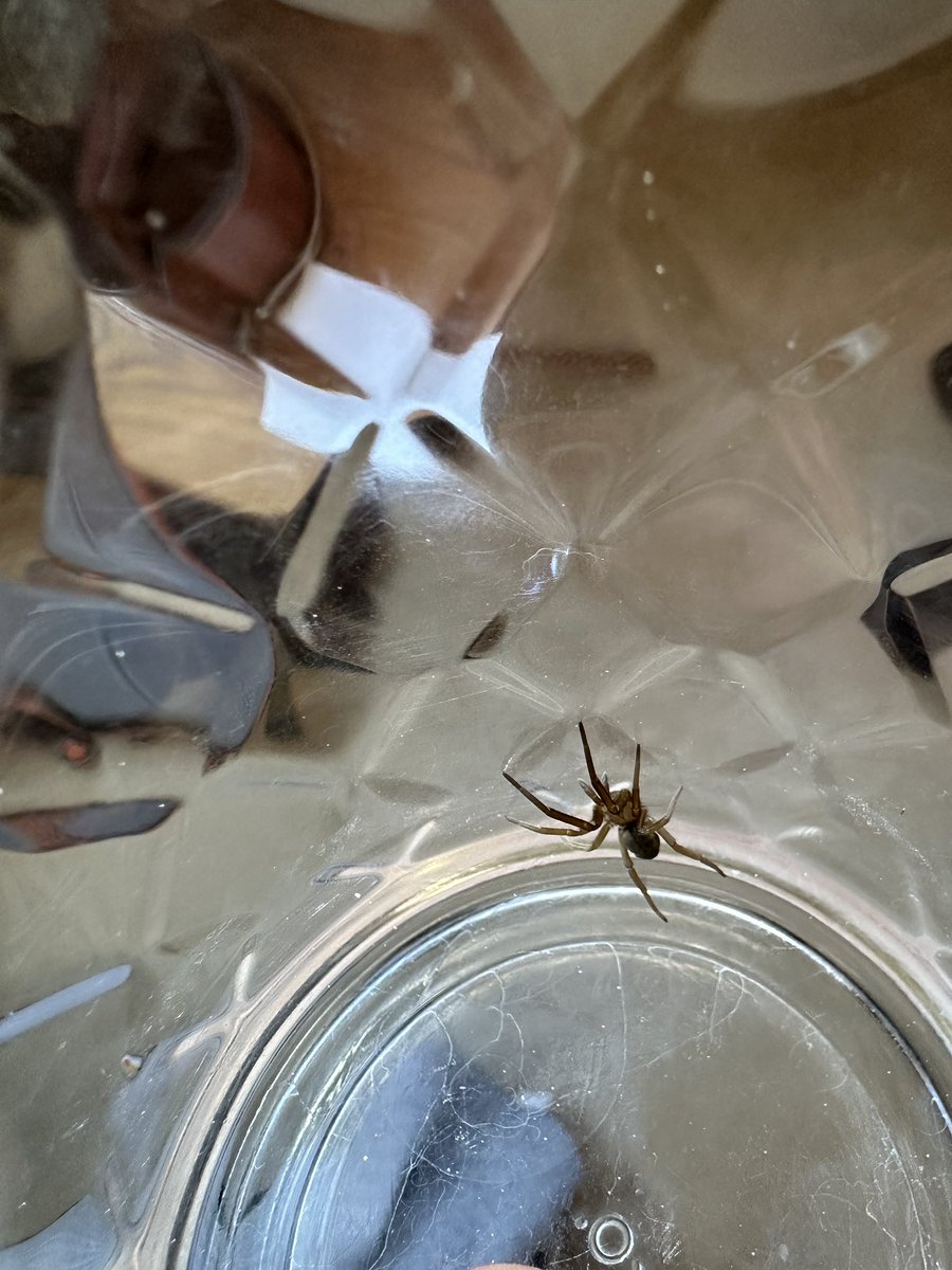 rodrigo berrones tweet media