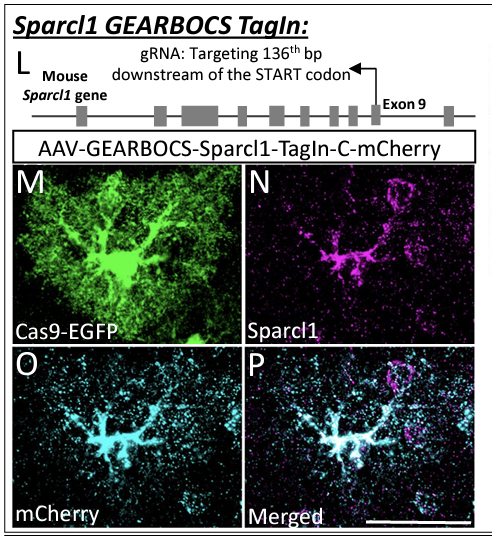 Cagla Eroglu (@c_eroglu) on Twitter photo The new and improved version of GEARBOCS, an AAV tool for in vivo genome editing in astrocytes, is here, and the plasmids will be available in @addgene soon! Check out the preprint by amazing <a href="/danineura/">Dr.Dhanesh S B</a> and co! biorxiv.org/content/10.110… The new and improved version of GEARBOCS, an AAV tool for in vivo genome editing in astrocytes, is here, and the plasmids will be available in @addgene soon! Check out the preprint by amazing <a href="/danineura/">Dr.Dhanesh S B</a> and co! biorxiv.org/content/10.110…
