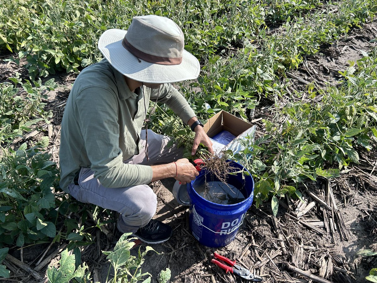Root sampling with the SDS guru <a href="/NabinKDangal/">Nabin K Dangal</a>