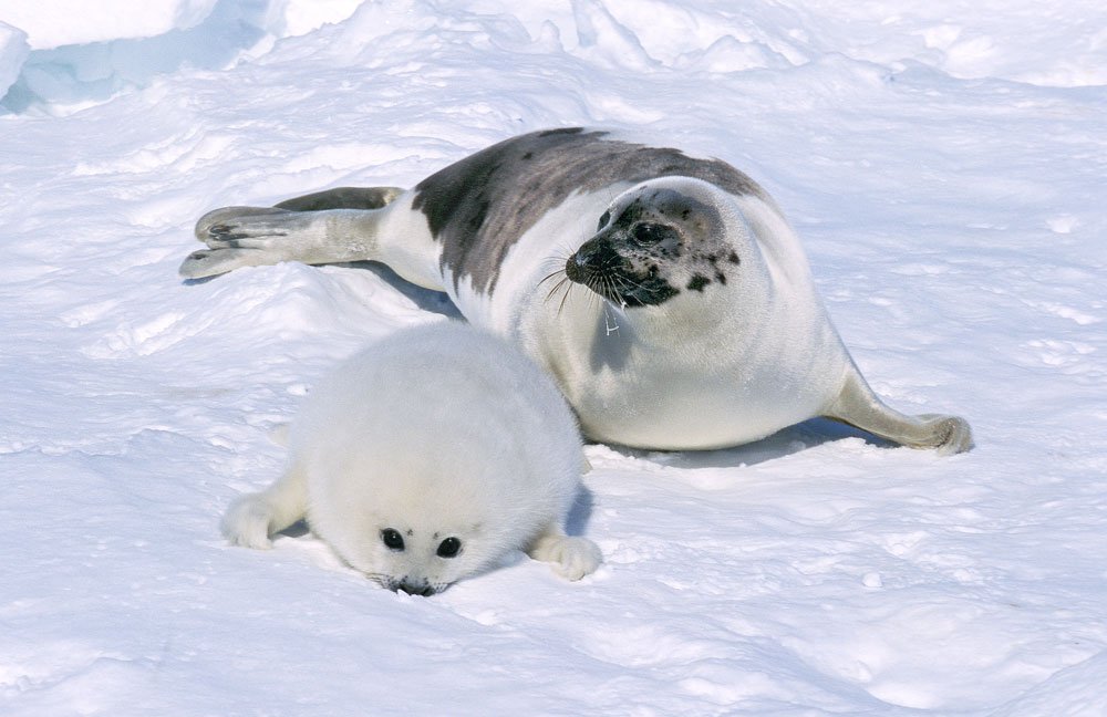 harp seals