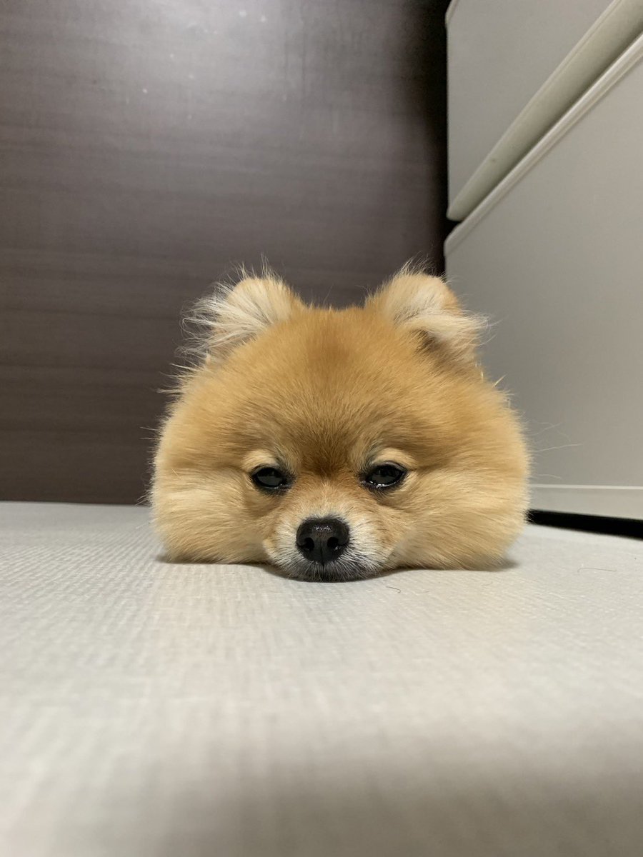 むぎ (@mugi_pome0113) / Posts / X