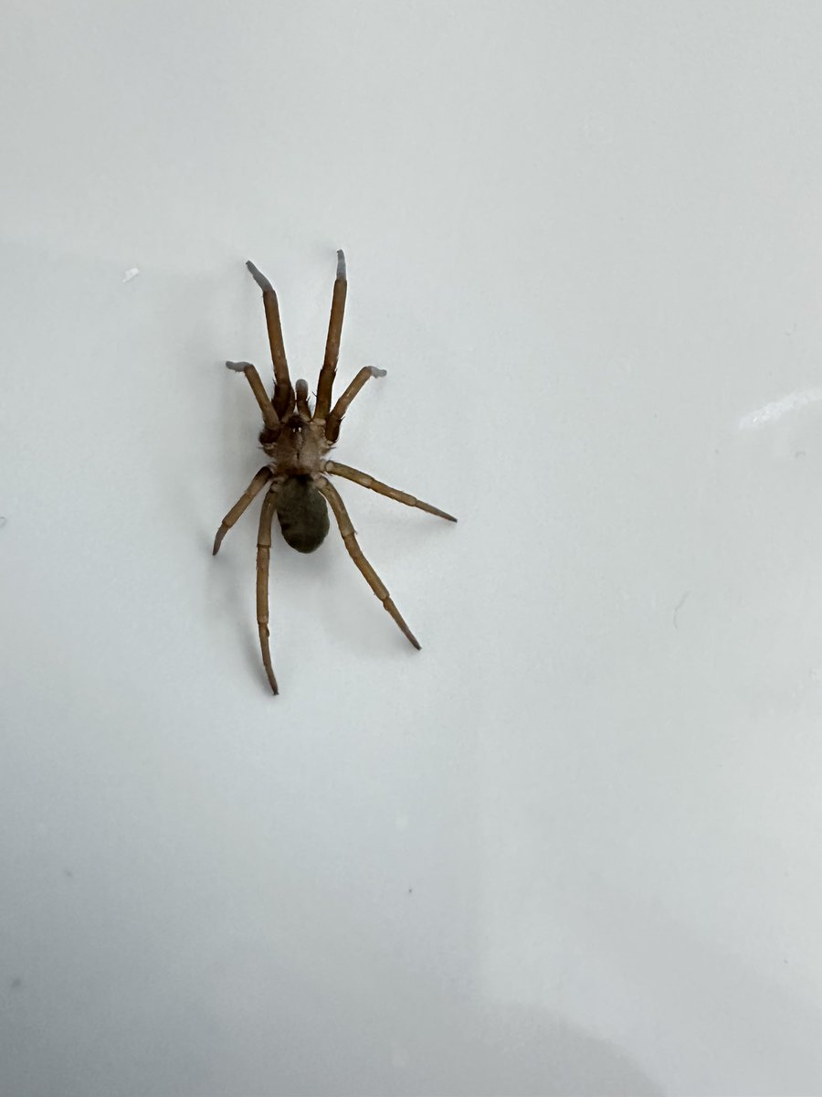 rodrigo berrones tweet media