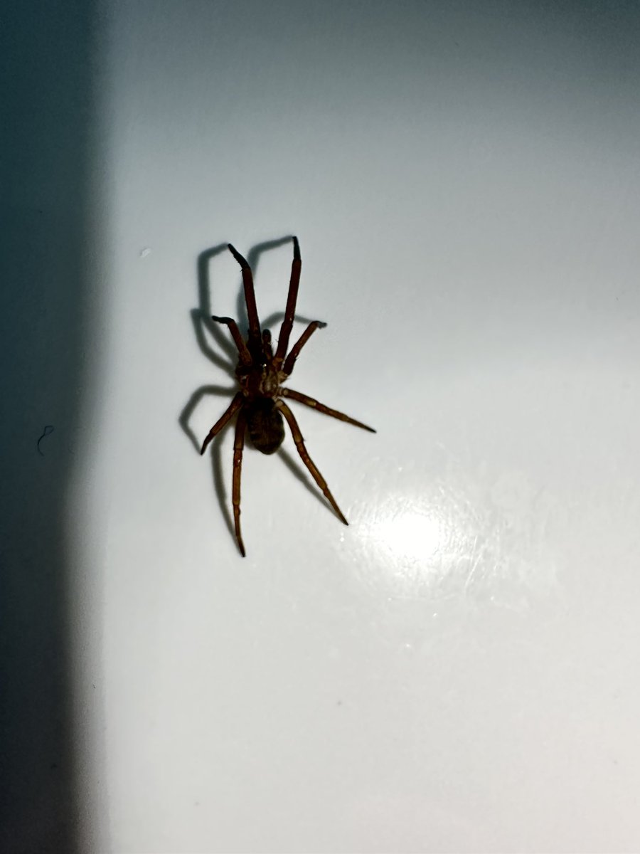 rodrigo berrones tweet media