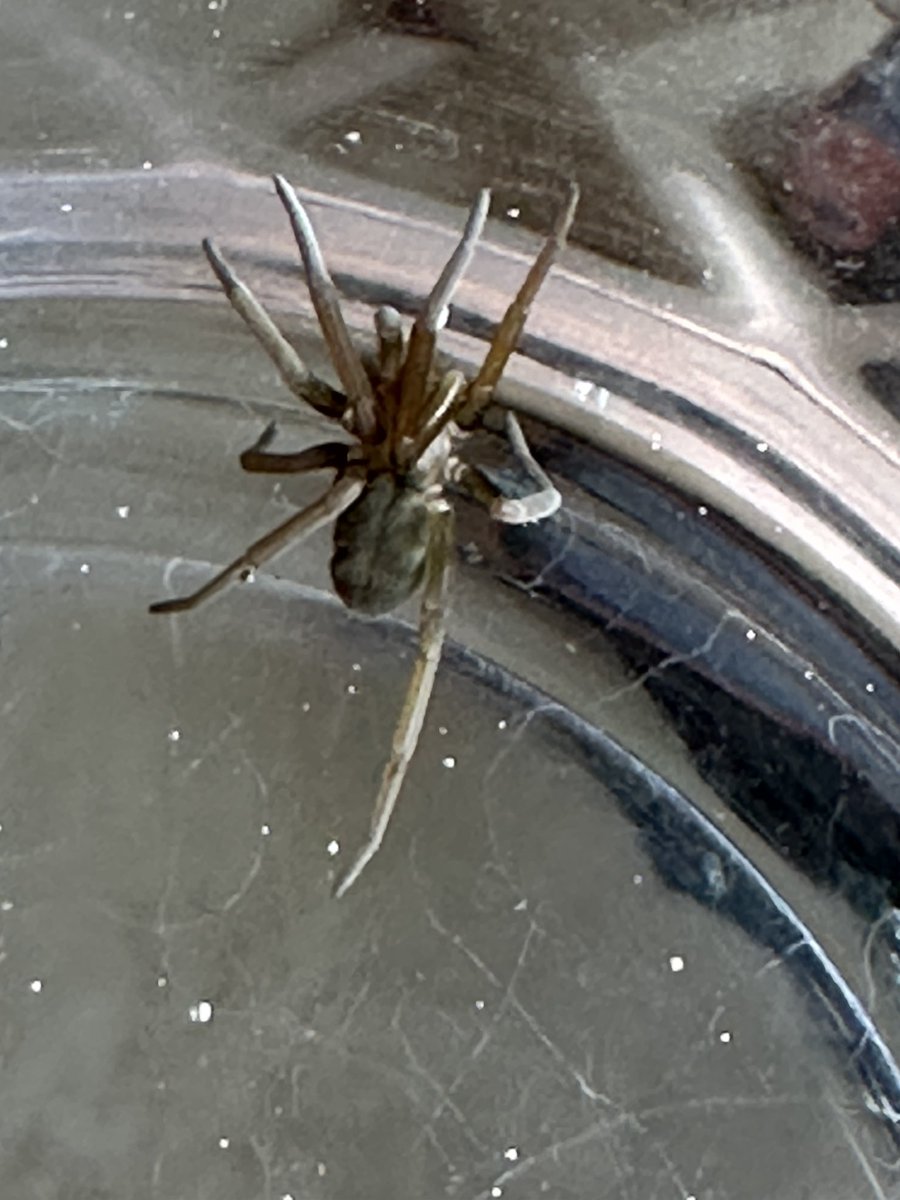 rodrigo berrones tweet media