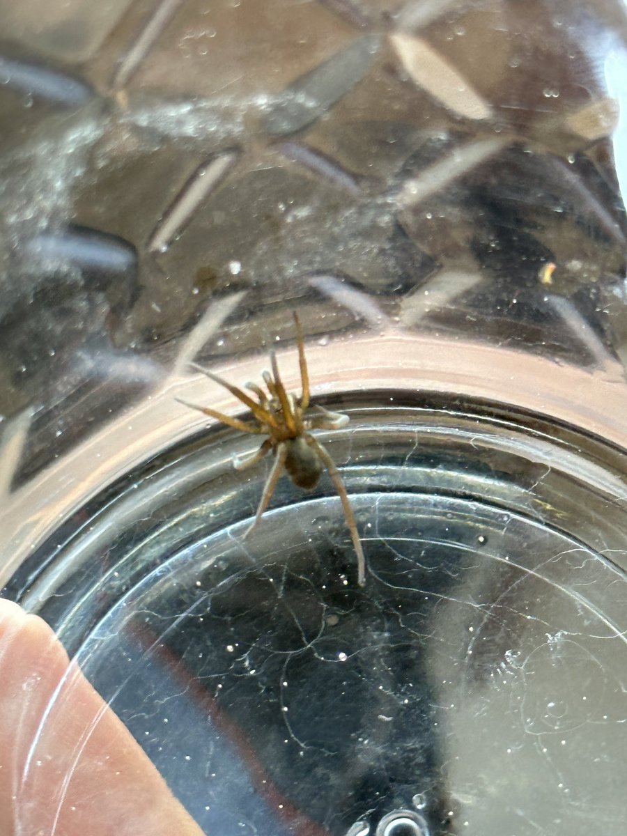 rodrigo berrones tweet media