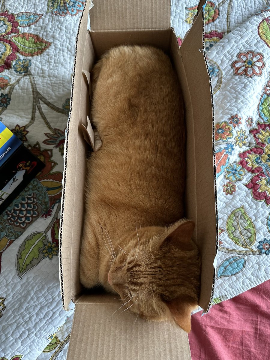 ceceandpearl1's tweet photo. jake-in-the-box π» #CatsOfTwitter #CatsOnX #purrfectfit #sneaky #boxcat https://t.co/NcJgirMKhk