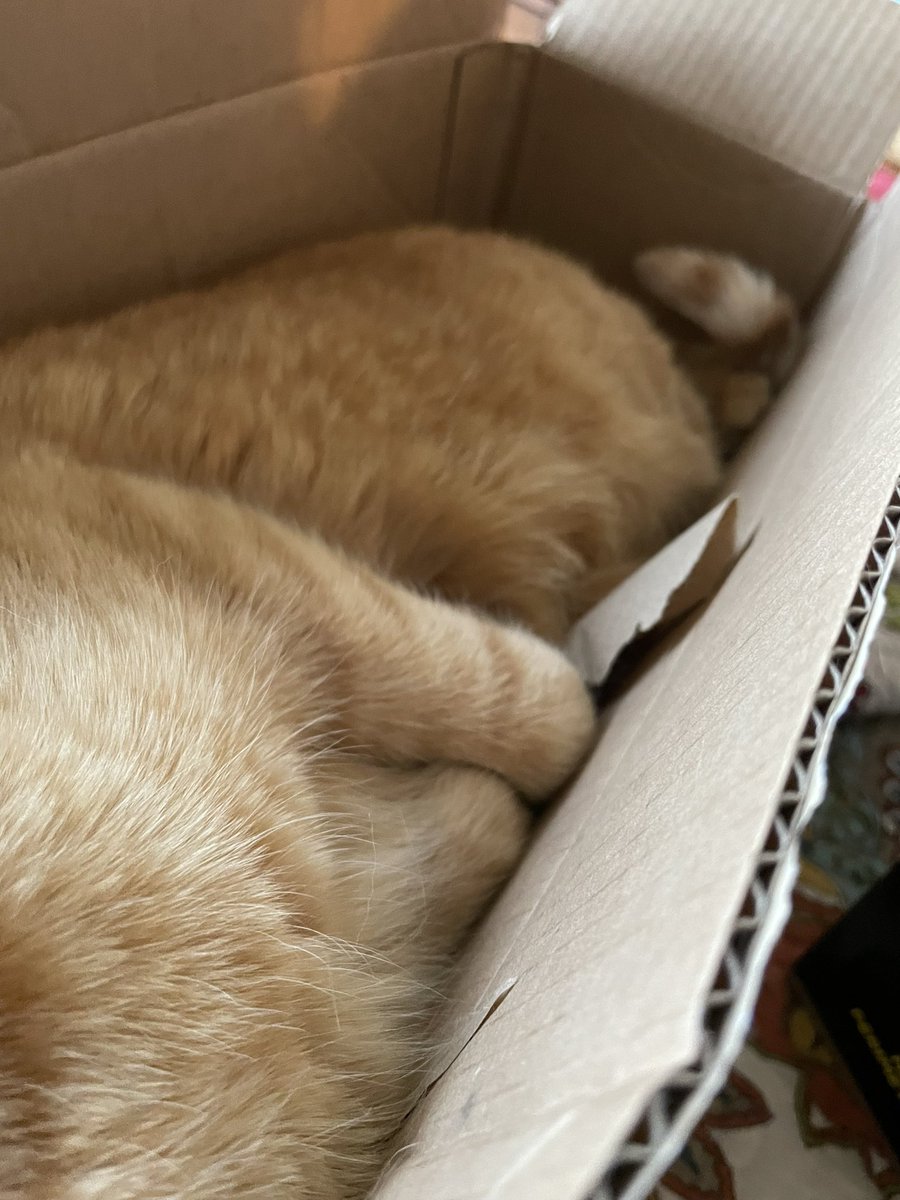 jake-in-the-box 😻 #CatsOfTwitter #CatsOnX #purrfectfit #sneaky #boxcat