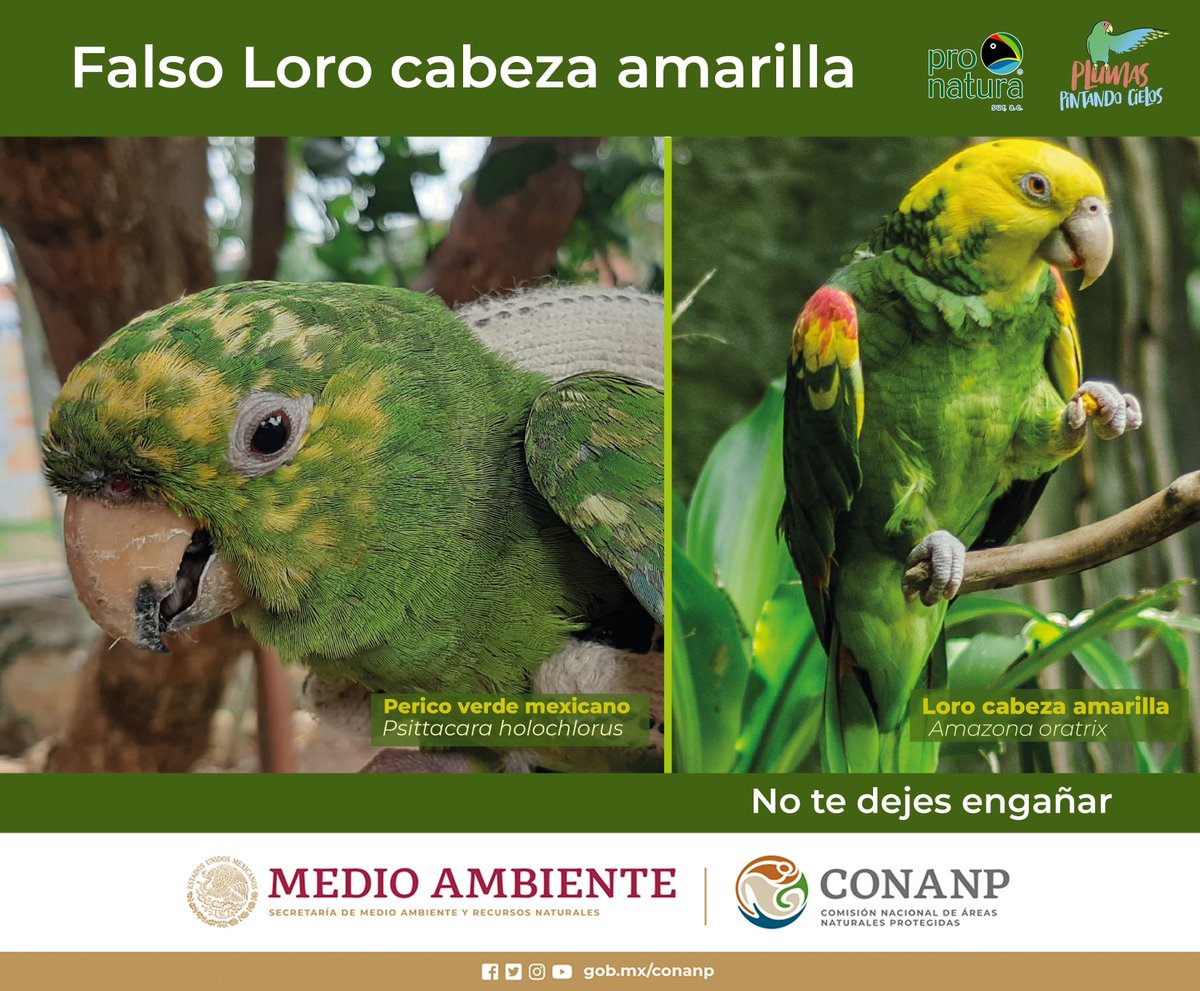 CONANP_mx's tweet photo. Adquirir un loro amarillo como mascota no solo afecta su bienestar, sino también el equilibrio de nuestros ecosistemas. 🦜
¡No le quites su libertad! 🚫
Únete a la campaña #PlumasPintandoCielos y ayúdanos a proteger a estas aves maravillosas en su hábitat natural. 🪽🪺🌿🌻💚 https://t.co/dGI7yYlZel