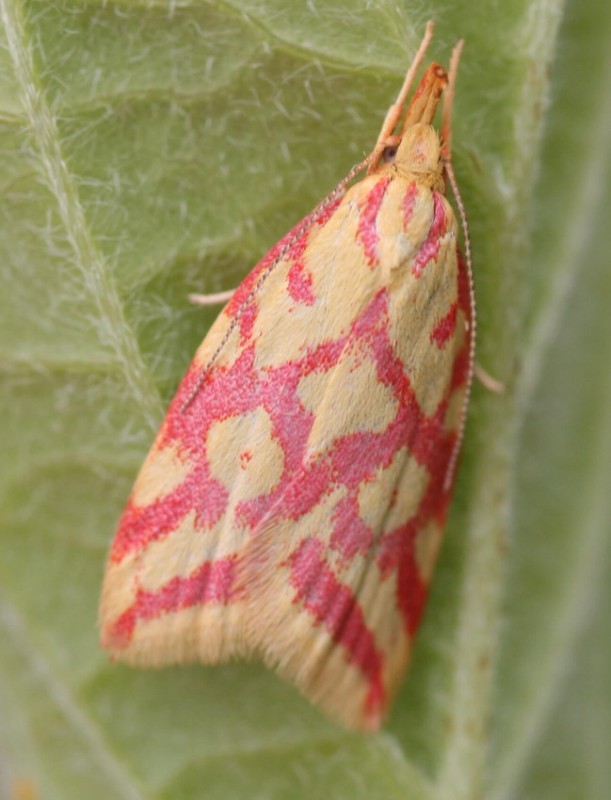 New website photo: Hypercallia citrinalis (Photo: Philip Jewess) dlvr.it/TC6xDw