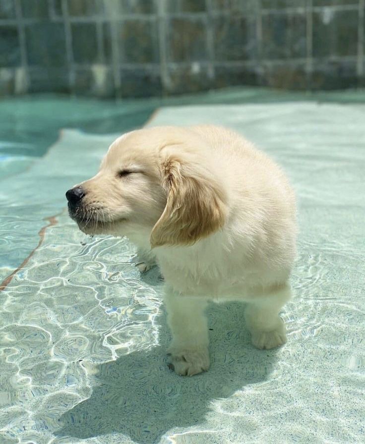 So adorable and cute puppy