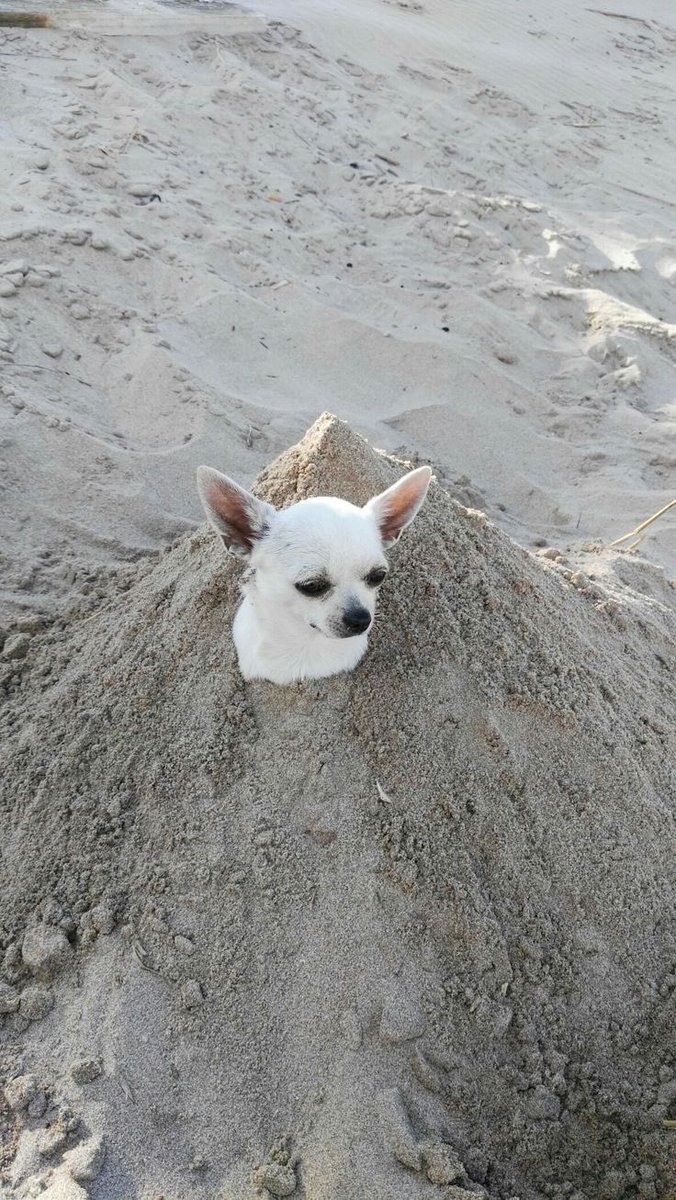 twaniimals's tweet photo. 🏝️ https://t.co/iXypAdNuA0